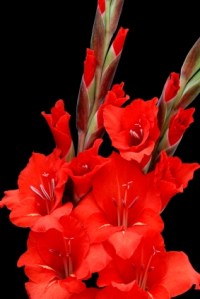 De dood of de gladiolen