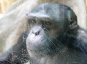 Chimp in Antwerpen Chimp in Antwerpen