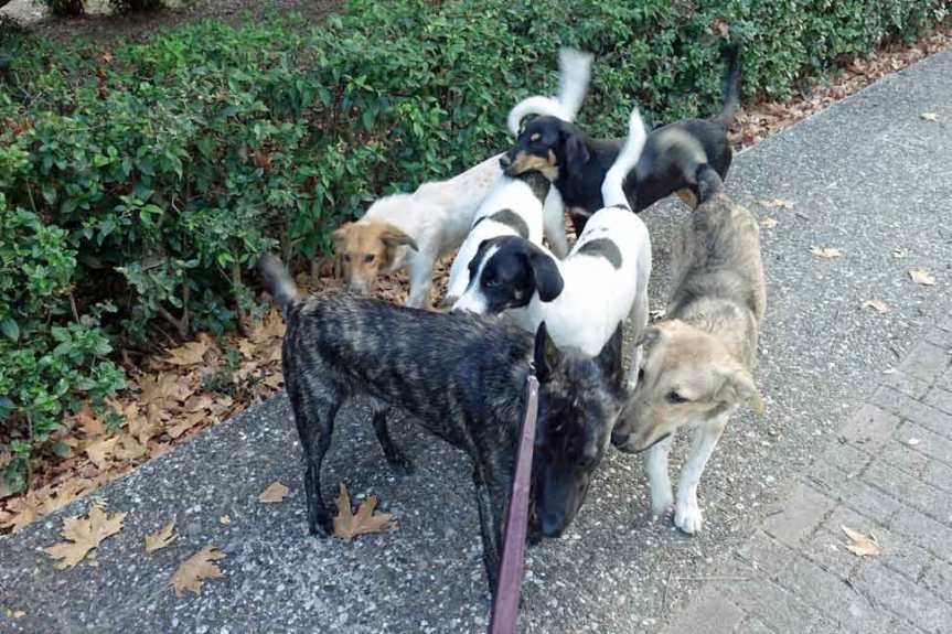 DE MORES VAN EEN&nbsp;VOLK