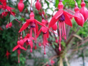De fuchsia, informeel nationaal symbool